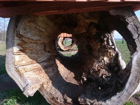 Wycieczka do zagrody Pszczółki przyjaciółki